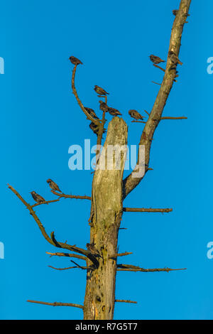 Stare (Sturnus Vulgaris) eine kleine Herde von gemeinsamen Stare thront in einem toten, blattlosen Baum im Winter. Schönen blauen Himmel Hintergrund. Porträt Stockfoto