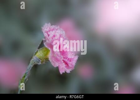 Gefrorene Nelken Blumen im Garten im November Stockfoto