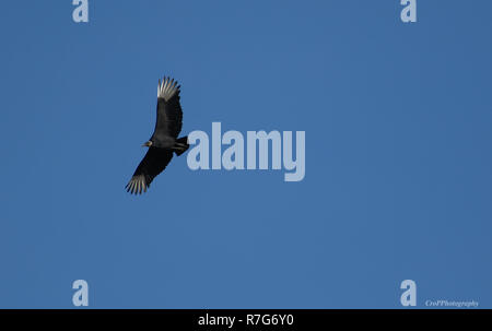 North American Truthahngeier im Flug mit Blue Sky Stockfoto