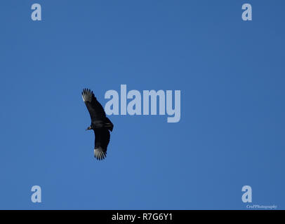 North American Truthahngeier im Flug mit Blue Sky Stockfoto