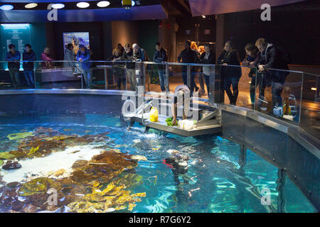 New England Aquarium, Boston, Massachusetts, Vereinigte Staaten von Amerika. Stockfoto