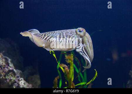 Tintenfisch auf Anzeige an der New England Aquarium, Boston, Massachusetts, Vereinigte Staaten von Amerika. Stockfoto