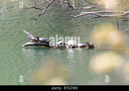 Gruppe von Schildkröten in unterschiedlichen Größen in der Sonne auf