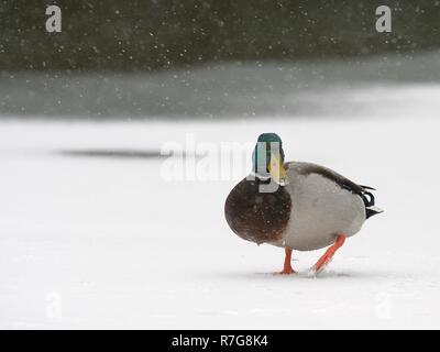 Erpel Stockente (Anas platyrhynchos) zu Fuß auf schneebedeckten zugefrorenen See in fallenden Schnee, Wiltshire, UK, März. Stockfoto