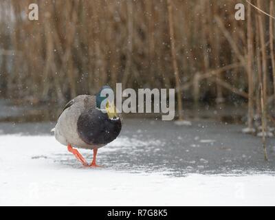 Stockente (Anas platyrhynchos) Drake Wandern auf schneebedeckten zugefrorenen See in der Nähe von Reed Bett im fallenden Schnee, Wiltshire, UK, März. Stockfoto