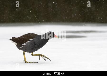 Sumpfhuhn (Gallinula chloropus) zu Fuß auf gefrorenen, schneebedeckten See Oberfläche in fallenden Schnee, Wiltshire, UK, März. Stockfoto