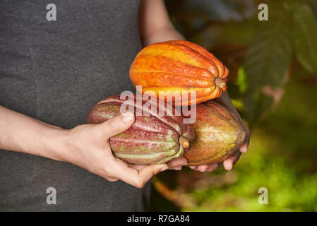 Kakaopflanze Früchte. Kakao Pads in Landwirt Hände Stockfoto