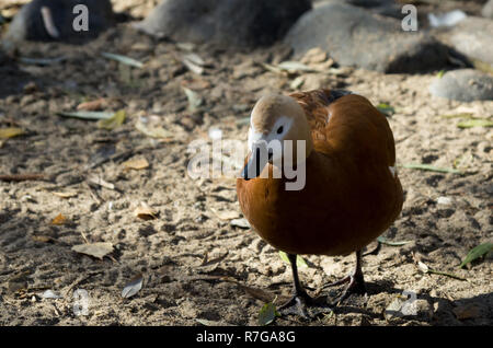 White-faced Whistling Duck Wandern entlang der Kante der Teich Stockfoto