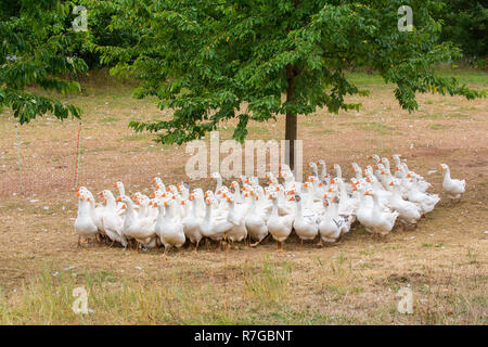 Viele weiße Gänse eng zusammen wandern als Gruppe in der Weide Stockfoto