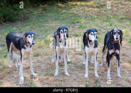 Gruppe von vier persische Windhunde zusammen Seite an Seite Stockfoto