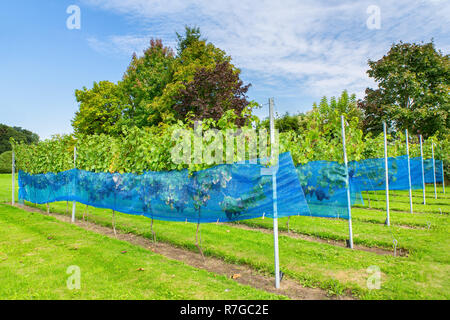 Reihen der Blauen Traube Pflanzen mit Schutz Netze in europäischen Weinberg Stockfoto