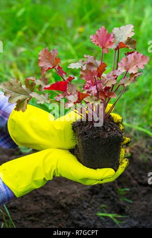 Mädchen ist in Blumen Pflanzen im Garten eingerückt Stockfoto