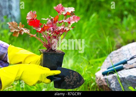 Mädchen ist in Blumen Pflanzen im Garten eingerückt Stockfoto