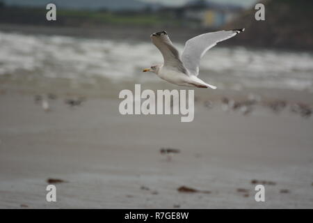 Seevögel auf Blackrock Sands Stockfoto