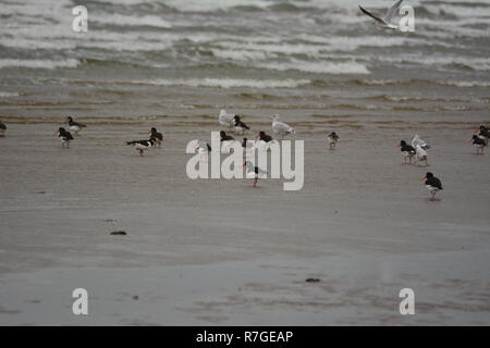 Seevögel auf Blackrock Sands Stockfoto