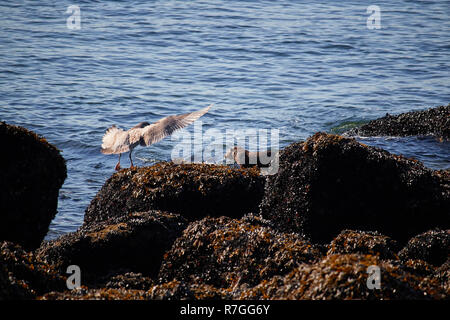 Otter, Vancouver, Kanada Stockfoto