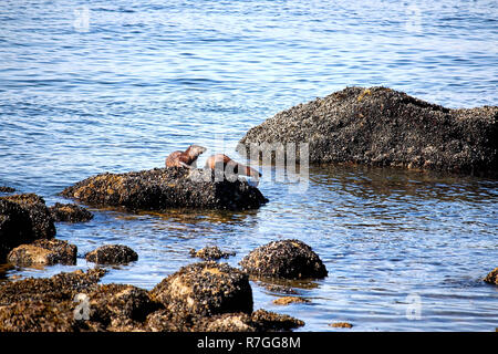 Otter, Vancouver, Kanada Stockfoto