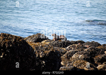 Otter, Vancouver, Kanada Stockfoto