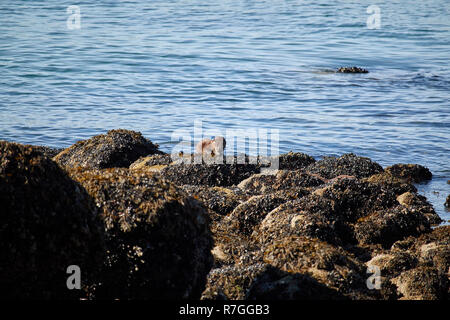 Otter, Vancouver, Kanada Stockfoto