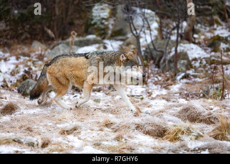 Herrliche Wolf im Wald laufen im frühen Winter Stockfoto