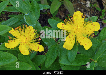 Hypericum calycinum in der Blüte, Blüten und Blättern Stockfoto