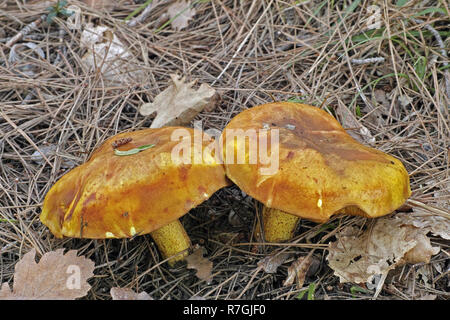 Zwei Exemplare von Jersey Kuh Pilz Stockfoto