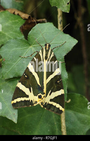 Tag Fliegen, Motten, Jersey Tiger Stockfoto