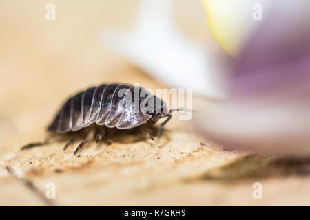 Woodlouse auf Holz Stockfoto