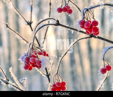 Viburnum Zweig mit roten Beeren Raureif bedeckt hautnah - schöne Detail der winter natur mit selektiven Fokus und unscharfen Hintergrund Stockfoto