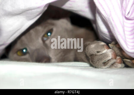 Adorable glatt-Mantel lila orientalische Katze unter die Decke auf dem Bett Stockfoto