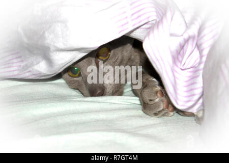 Adorable glatt-Mantel lila orientalische Katze unter die Decke auf dem Bett Stockfoto