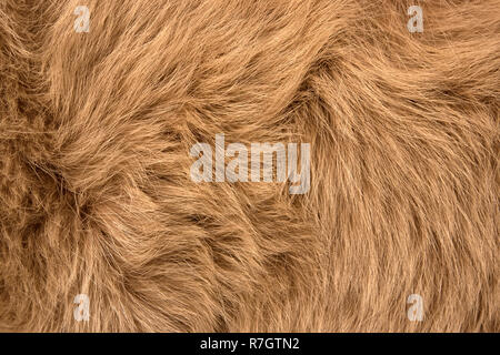 Natürliche Fell von Red polar Fox closeup, können als Hintergrund oder Textur verwendet werden. Stockfoto