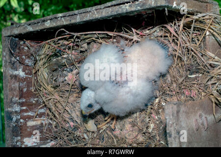 Eurasischen Sperber (Accipiter nisus). Russland. Küken Stockfoto