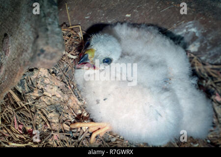 Eurasischen Sperber (Accipiter nisus). Russland. Küken Stockfoto