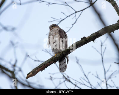 Eurasischen Sperber (Accipiter nisus). Russland. Stockfoto