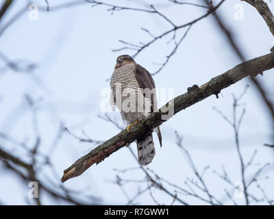 Eurasischen Sperber (Accipiter nisus). Russland. Stockfoto