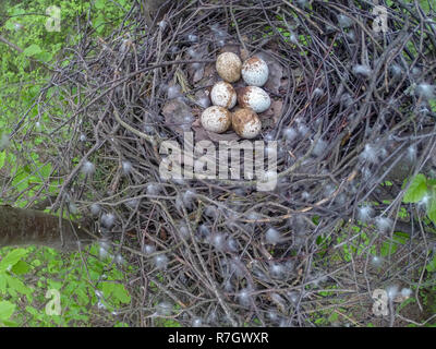 Accipiter nisus. Das Nest der Eurasischen Sperber in der Natur. Stockfoto