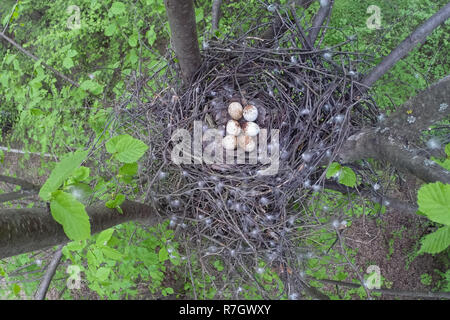 Accipiter nisus. Das Nest der Eurasischen Sperber in der Natur. Stockfoto