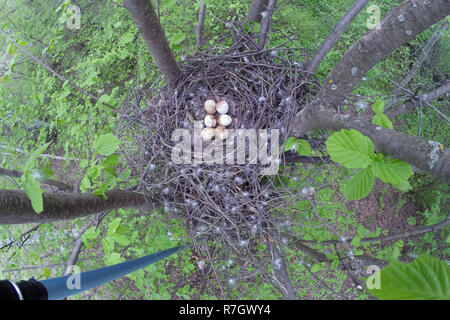 Accipiter nisus. Das Nest der Eurasischen Sperber in der Natur. Stockfoto