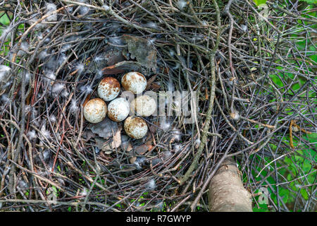 Accipiter nisus. Das Nest der Eurasischen Sperber in der Natur. Stockfoto