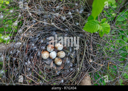 Accipiter nisus. Das Nest der Eurasischen Sperber in der Natur. Stockfoto