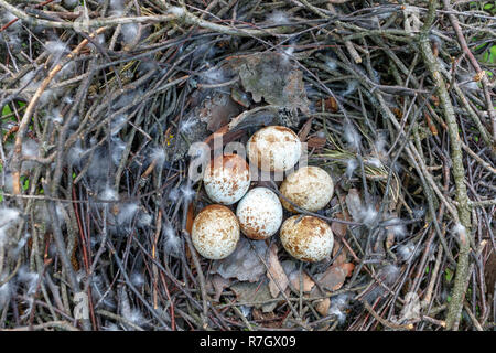 Accipiter nisus. Das Nest der Eurasischen Sperber in der Natur. Stockfoto