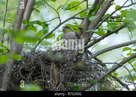 Accipiter nisus. Das Nest der Eurasischen Sperber in der Natur. Stockfoto