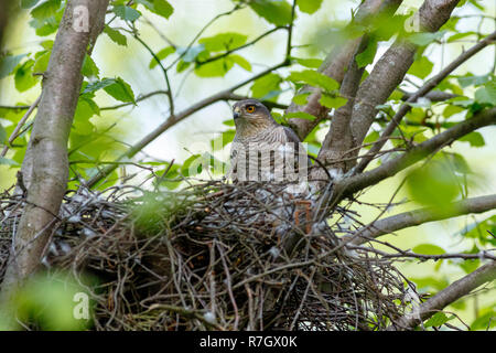 Accipiter nisus. Das Nest der Eurasischen Sperber in der Natur. Stockfoto