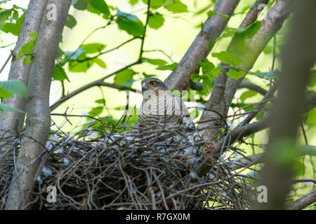 Accipiter nisus. Das Nest der Eurasischen Sperber in der Natur. Stockfoto