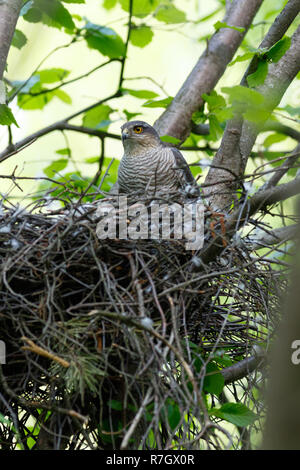 Accipiter nisus. Das Nest der Eurasischen Sperber in der Natur. Stockfoto