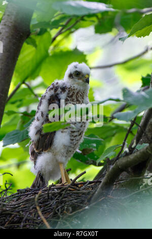 Accipiter nisus. Das Nest der Eurasischen Sperber in der Natur. Stockfoto