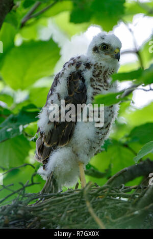 Accipiter nisus. Das Nest der Eurasischen Sperber in der Natur. Stockfoto
