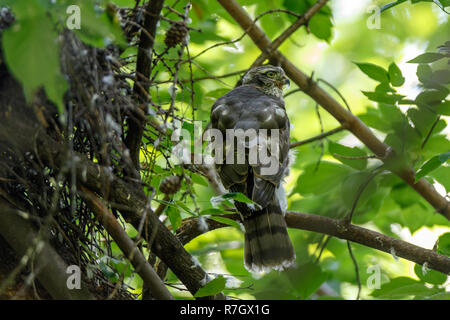 Eurasischen Sperber (Accipiter nisus). Russland. Moskau Stockfoto