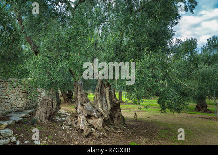 Weltlicher Olivenbaum. Bisceglie, Provinz Barletta-Andria-Trani, Apulien, Italien, Europa Stockfoto